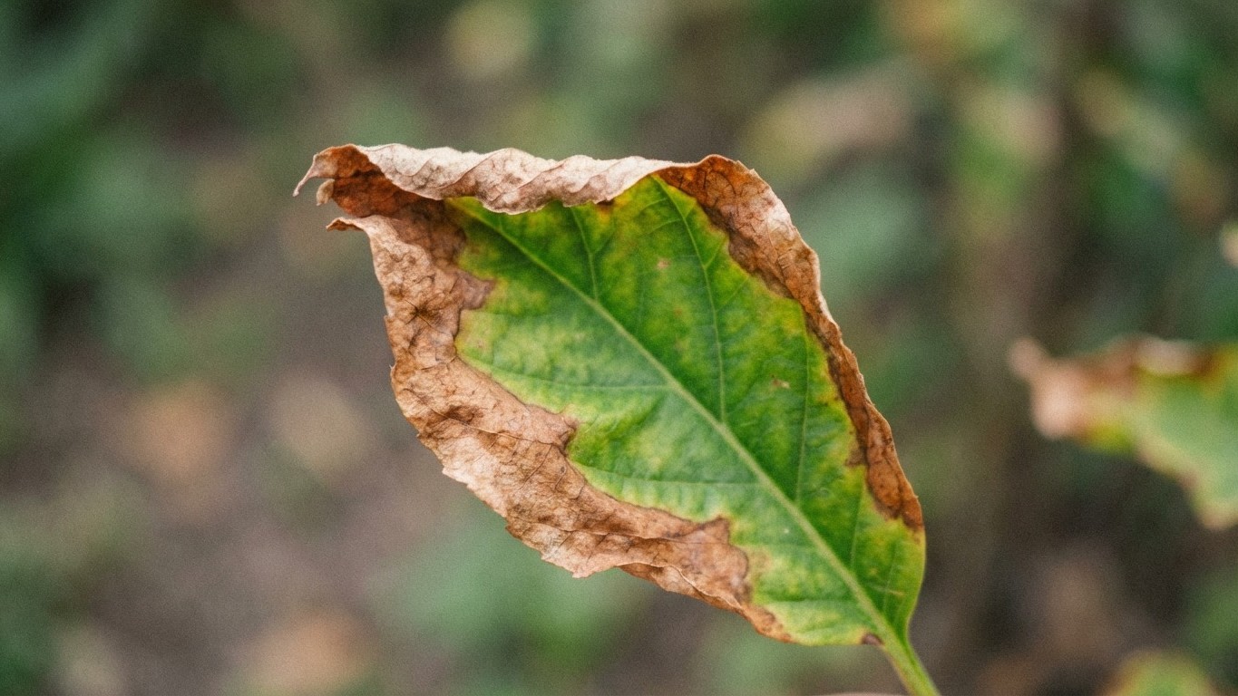 Das eine Blattzeichen, das fast alle falsch deuten: Warum deine Pflanze trotz Gießen stirbt