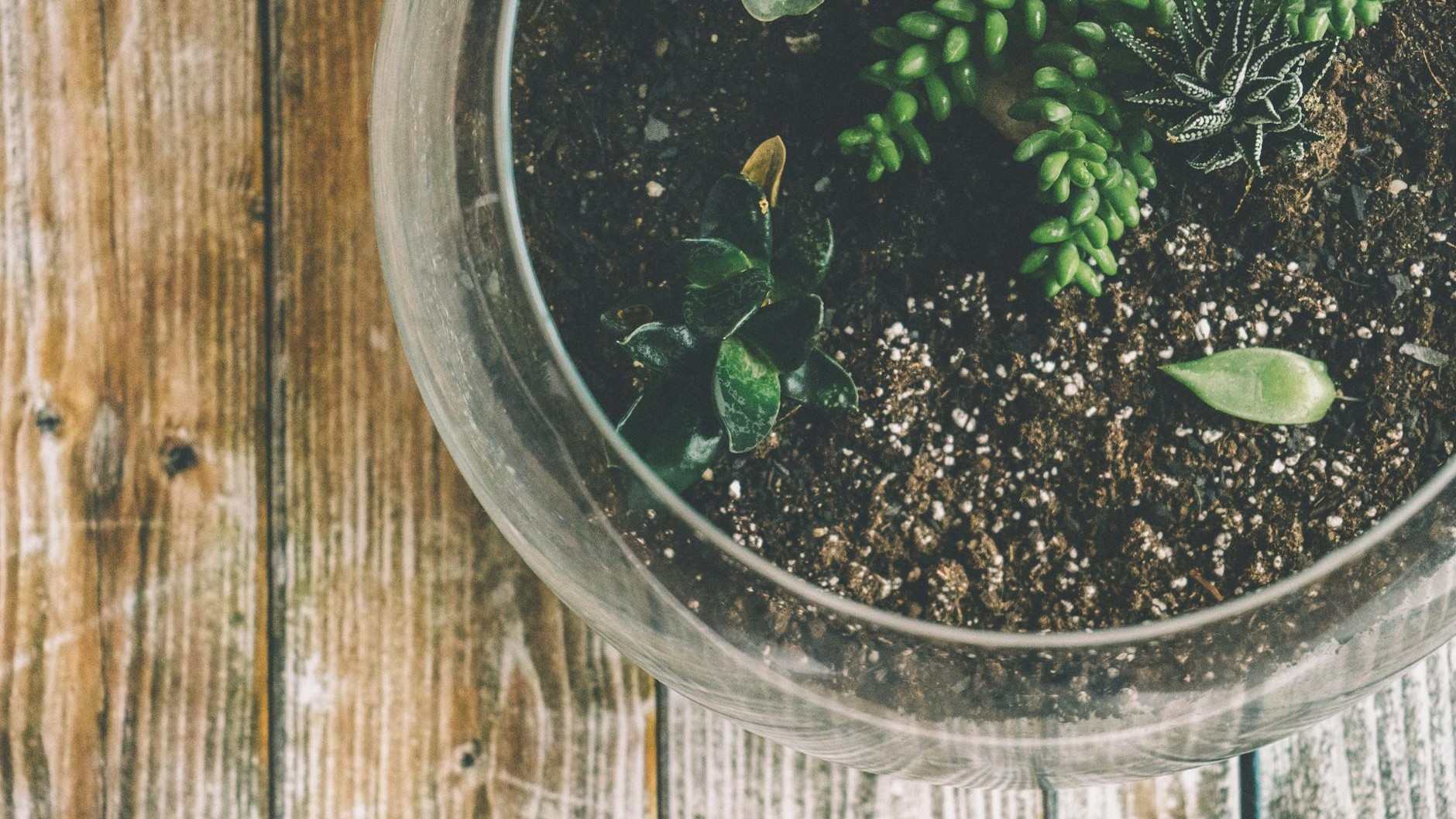 Das Geheimnis der Perlite: Wie ein weißes Granulat Zimmerpflanzen zum Leben erweckt