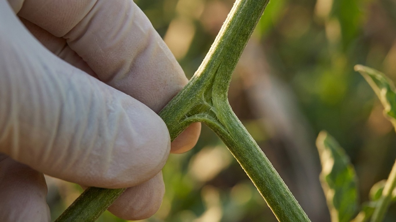 Der Stängel-Test: Wann deine Pflanze wirklich einen Stab braucht – und wann nicht