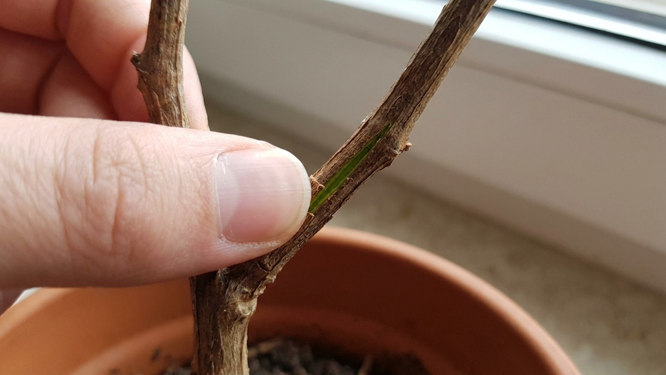 Kratzertest statt Trauergottesdienst: So erkennen Sie, ob Ihre Pflanze wirklich tot ist