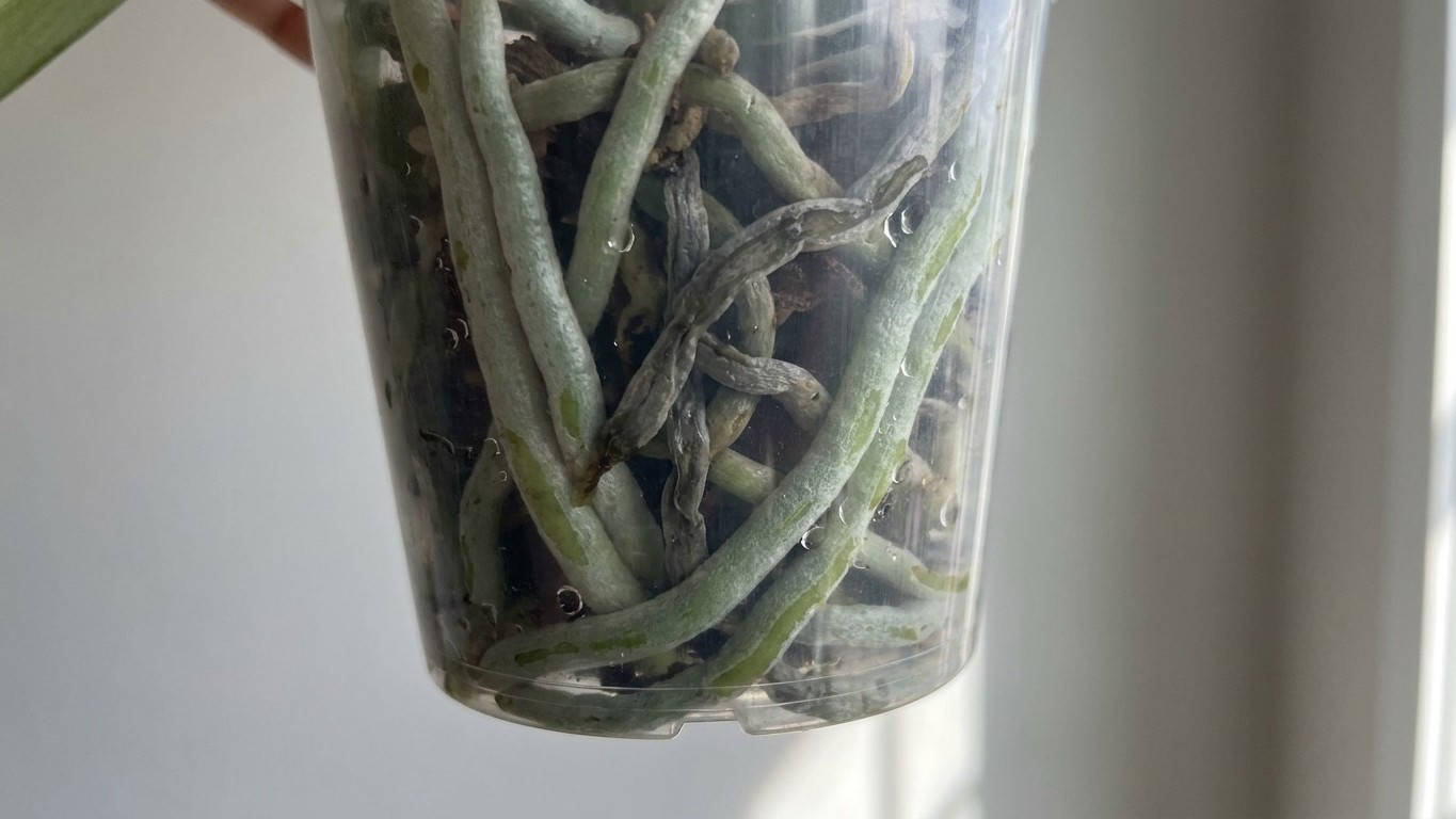 Eiswürfel-Mythos zerstört: Was mein Nachbar mir über sterbende Orchideenwurzeln beibrachte