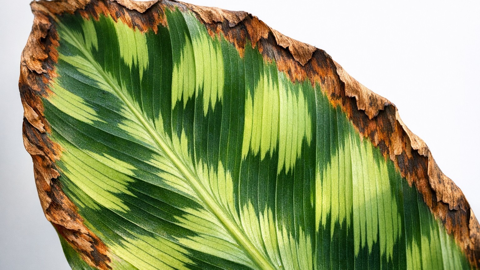 Ich habe meine Calathea mit Leitungswasser zerstört – und erst zu spät verstanden warum