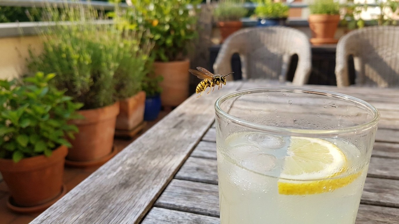 Wespen auf Balkon und Terrasse: Diese 5 Strategien funktionieren wirklich
