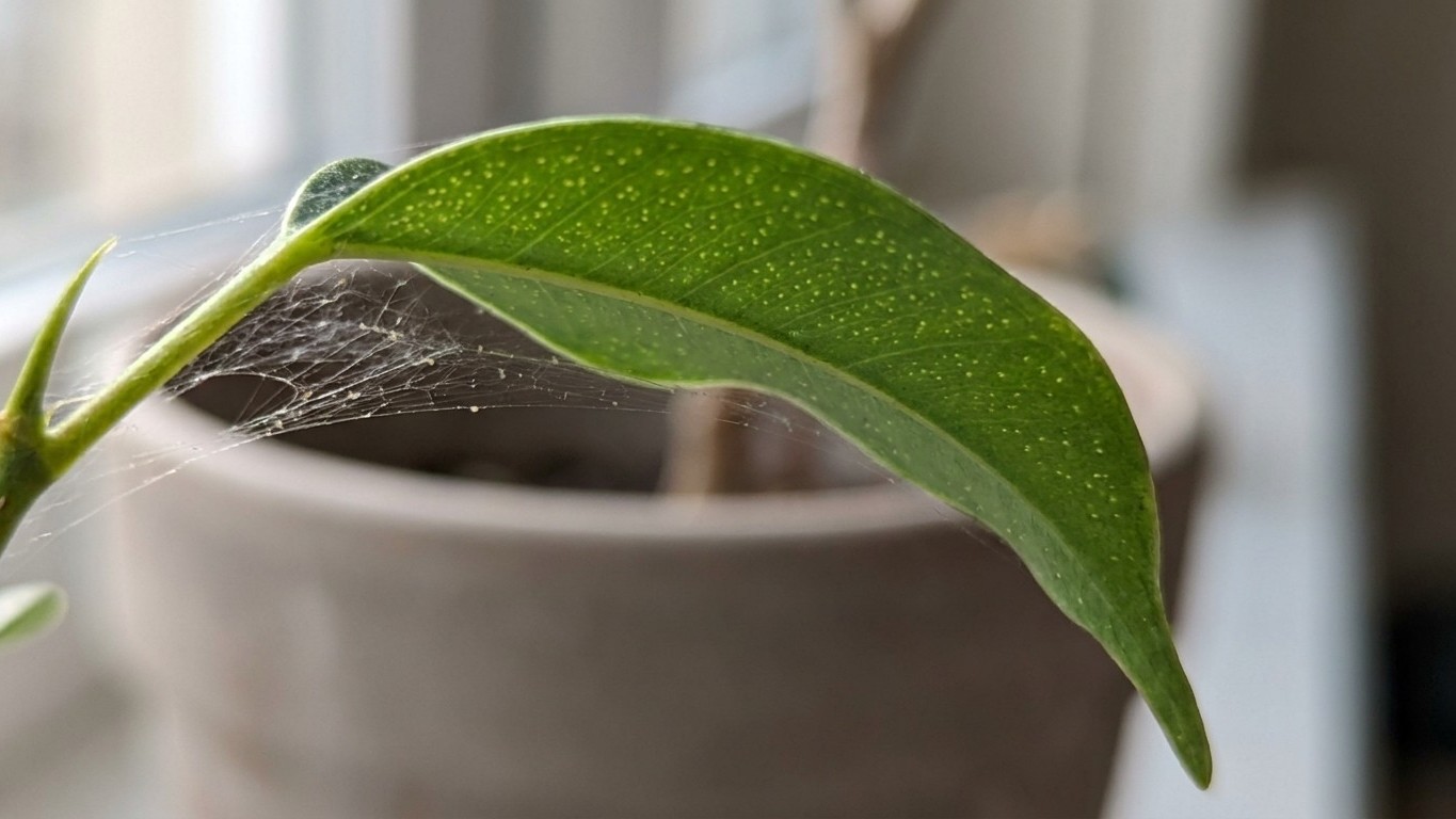 Ich hielt die feinen Gespinste an meinem Ficus für Staub: als die ersten Blätter fielen, verstand ich, was sich seit Woche...