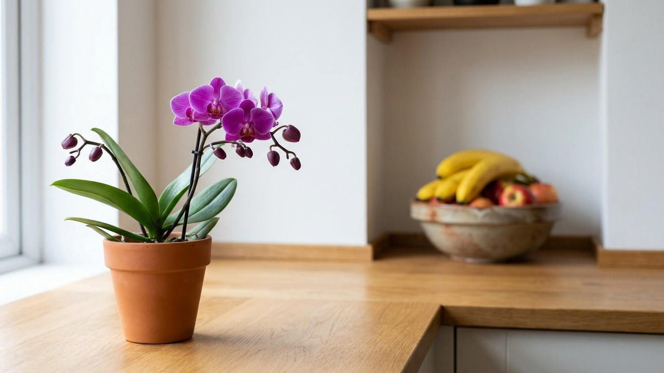 Obstschale neben Orchideen? Der versteckte Grund, warum deine Knospen abfallen