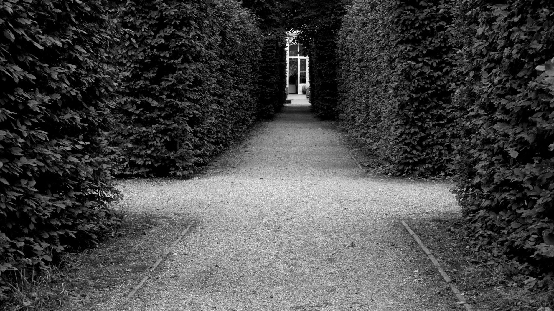 Die Förster können es nicht mehr oft genug wiederholen: diese immergrüne Hecke am Gartenzaun taucht plötzlich kilometerwei...