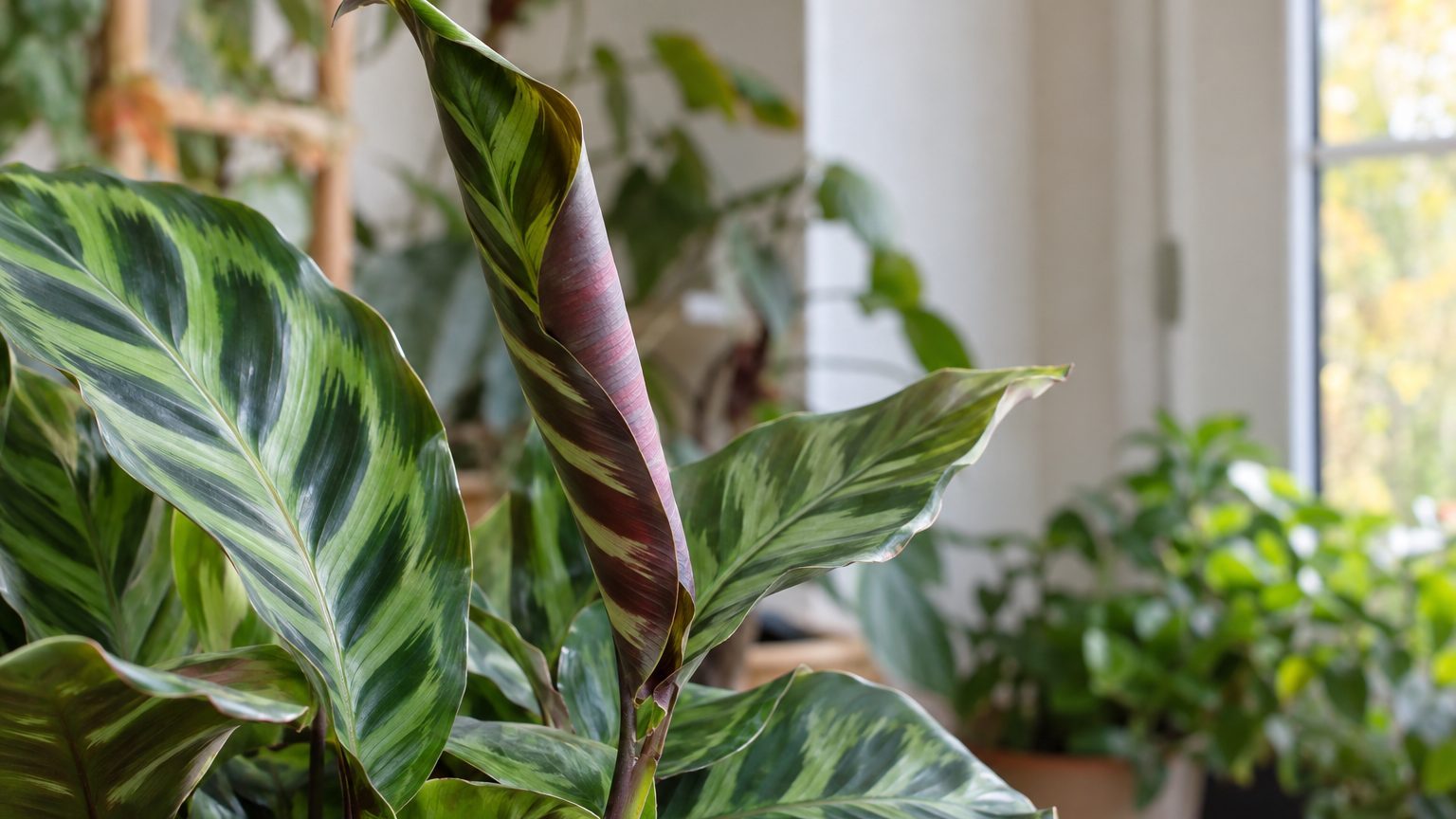 Calathea rollt Blätter ein: Trockenstress, Heizungsluft oder normale Nachtbewegung?